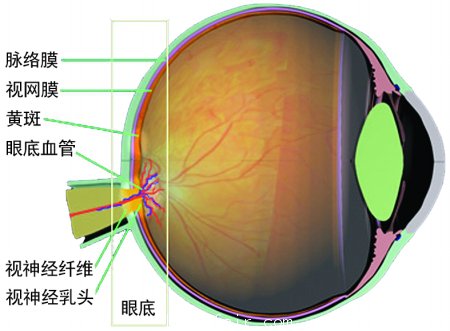 商報記者 吳大強